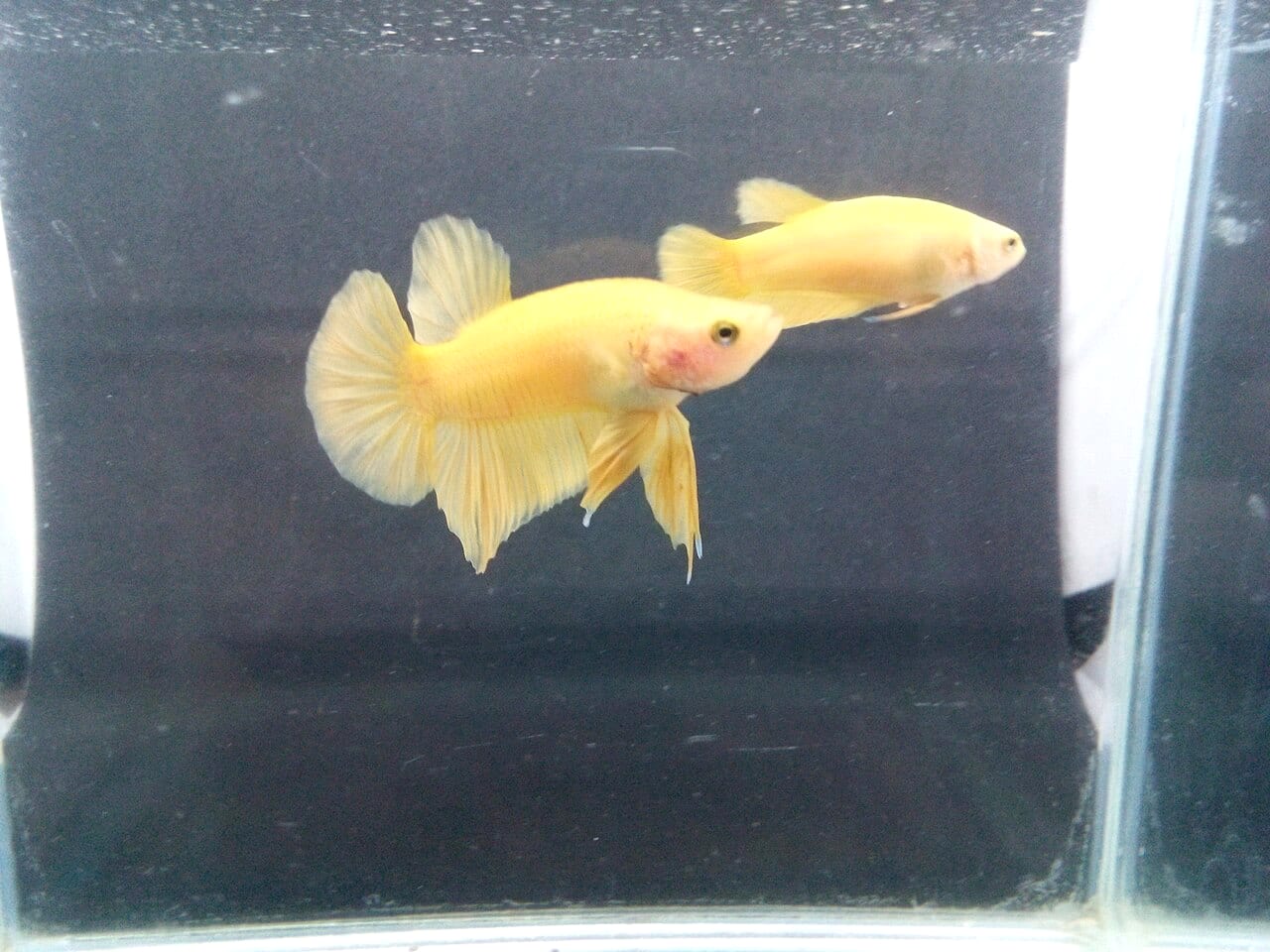 A Super Yellow PKHM (plakat halfmoon) male, representing contemporary show breeding standards that trace to the Thai plakat fighting lineage.