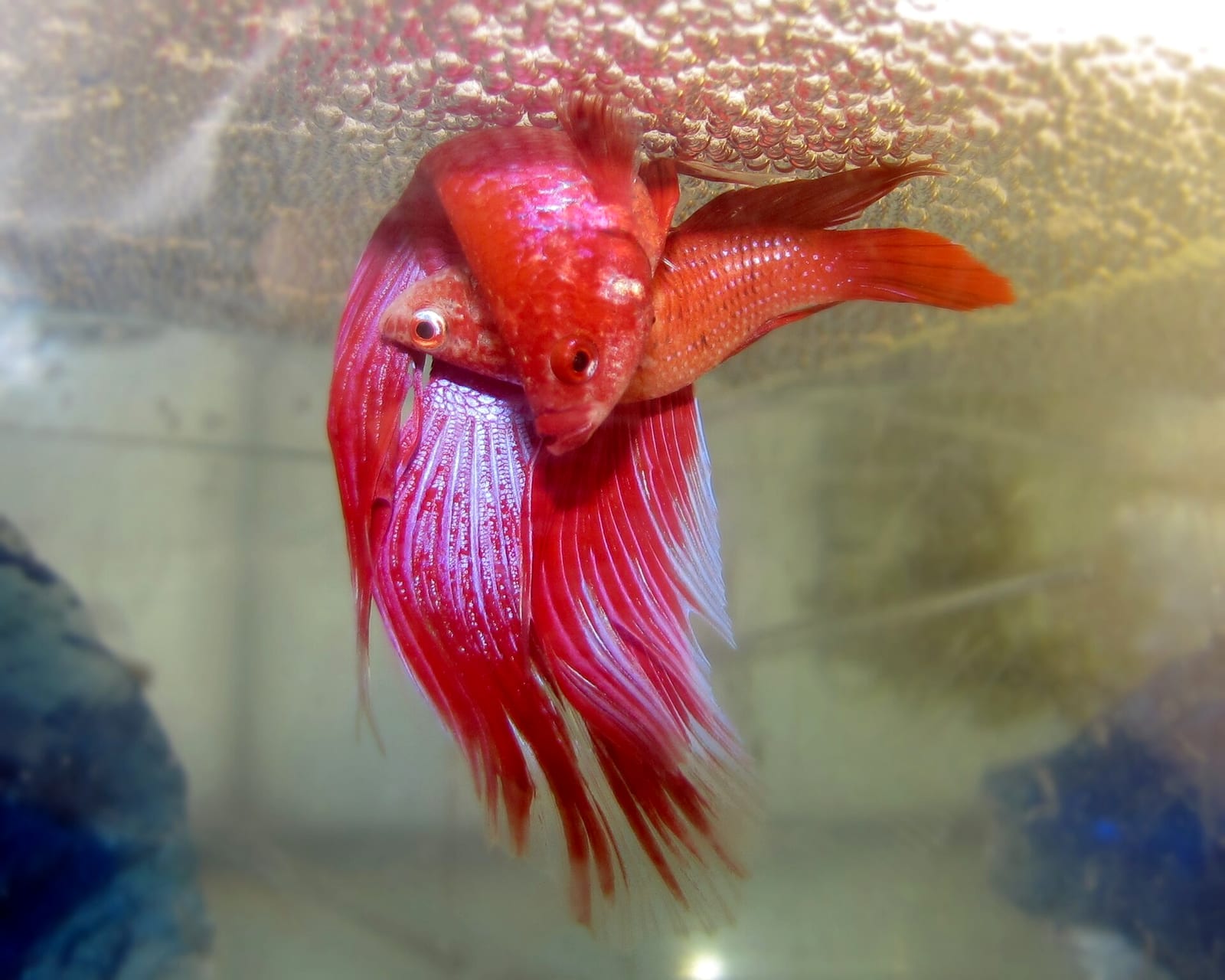 A male and female betta wrapped in a spawning embrace directly beneath a floating bubble nest.