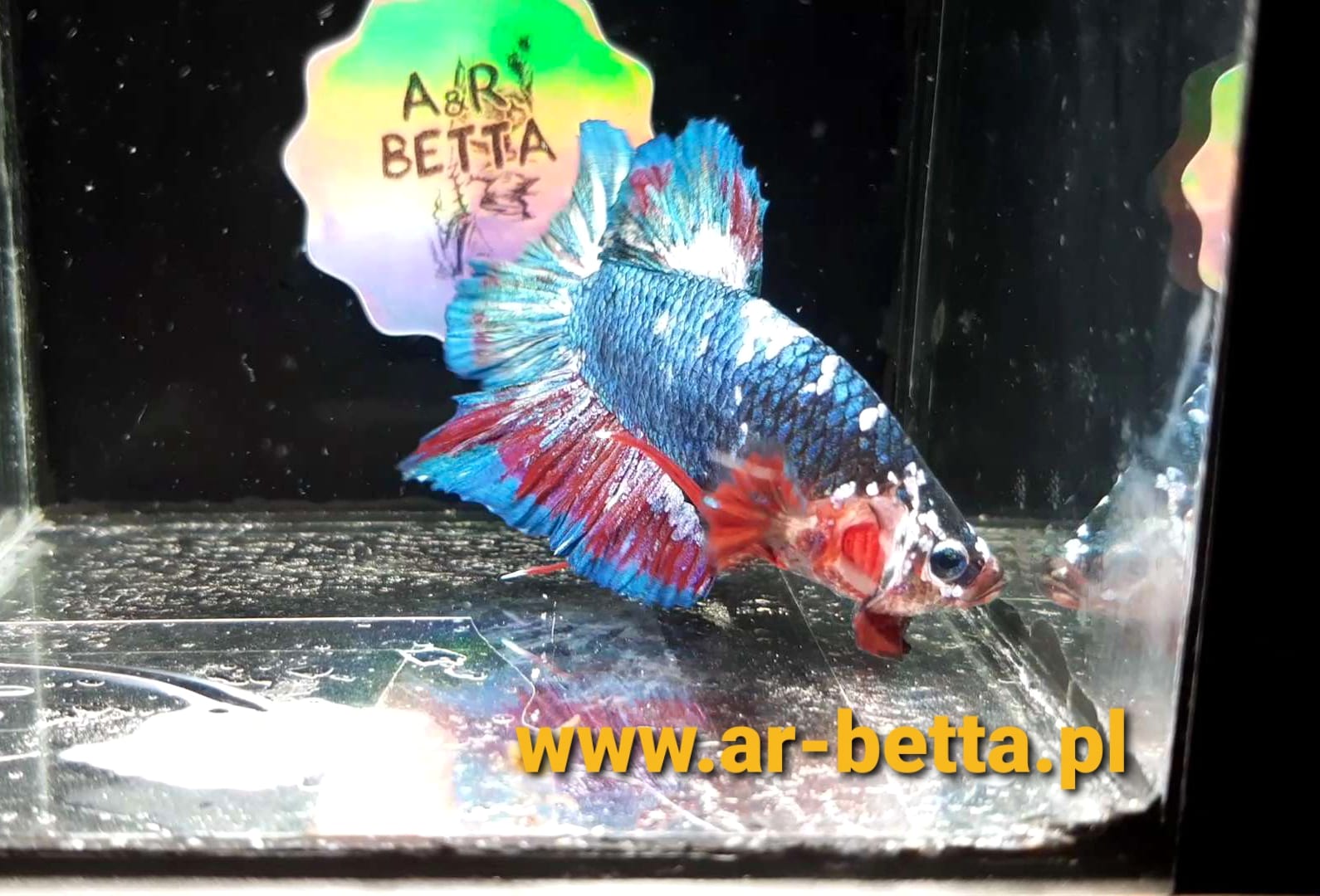 A halfmoon plakat male Betta splendens — body condition, fin geometry, and coloration are the primary visual criteria for breeder selection.