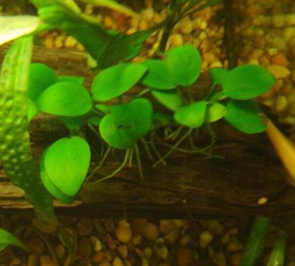 An Anubias barteri var. nana plant attached to a piece of bogwood, submerged in an aquarium.
