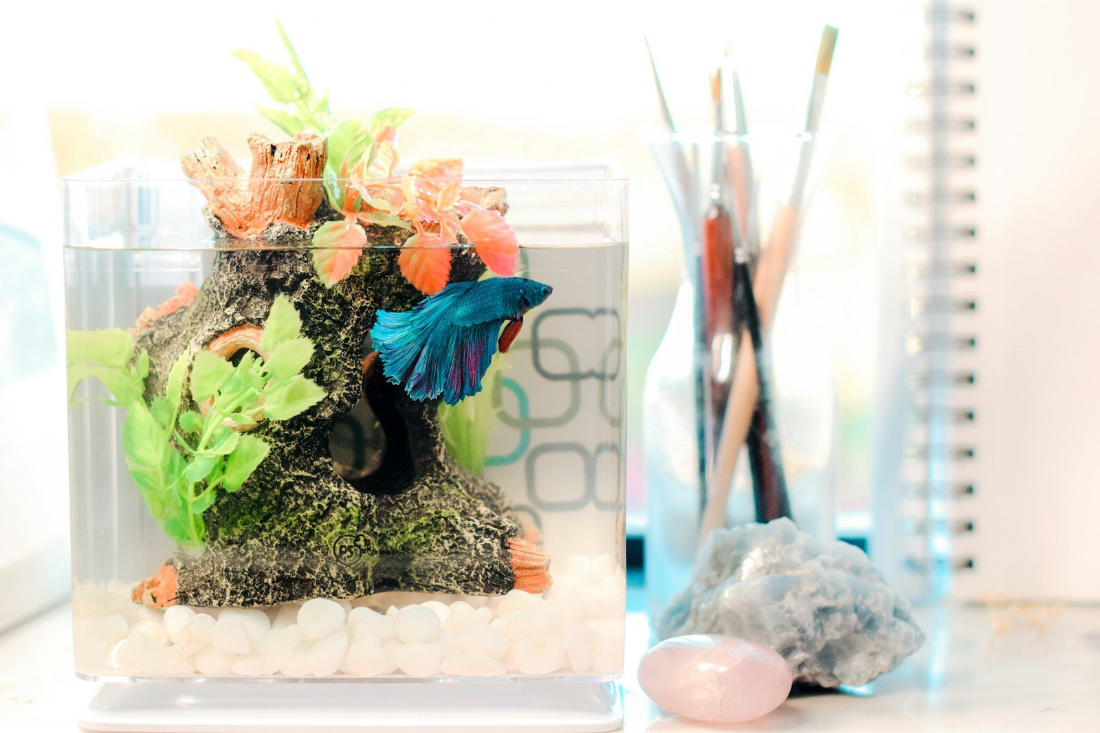 A blue betta fish swimming in a well-planted aquarium, illustrating the amount of swimming room a single divided section should provide.