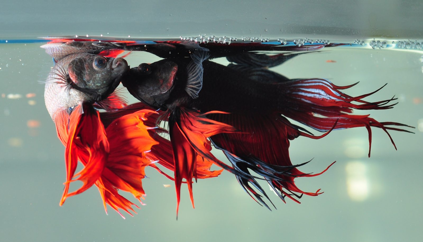 Two male Betta splendens flaring and biting at each other through the glass, the exact confrontation a tank divider exists to prevent.