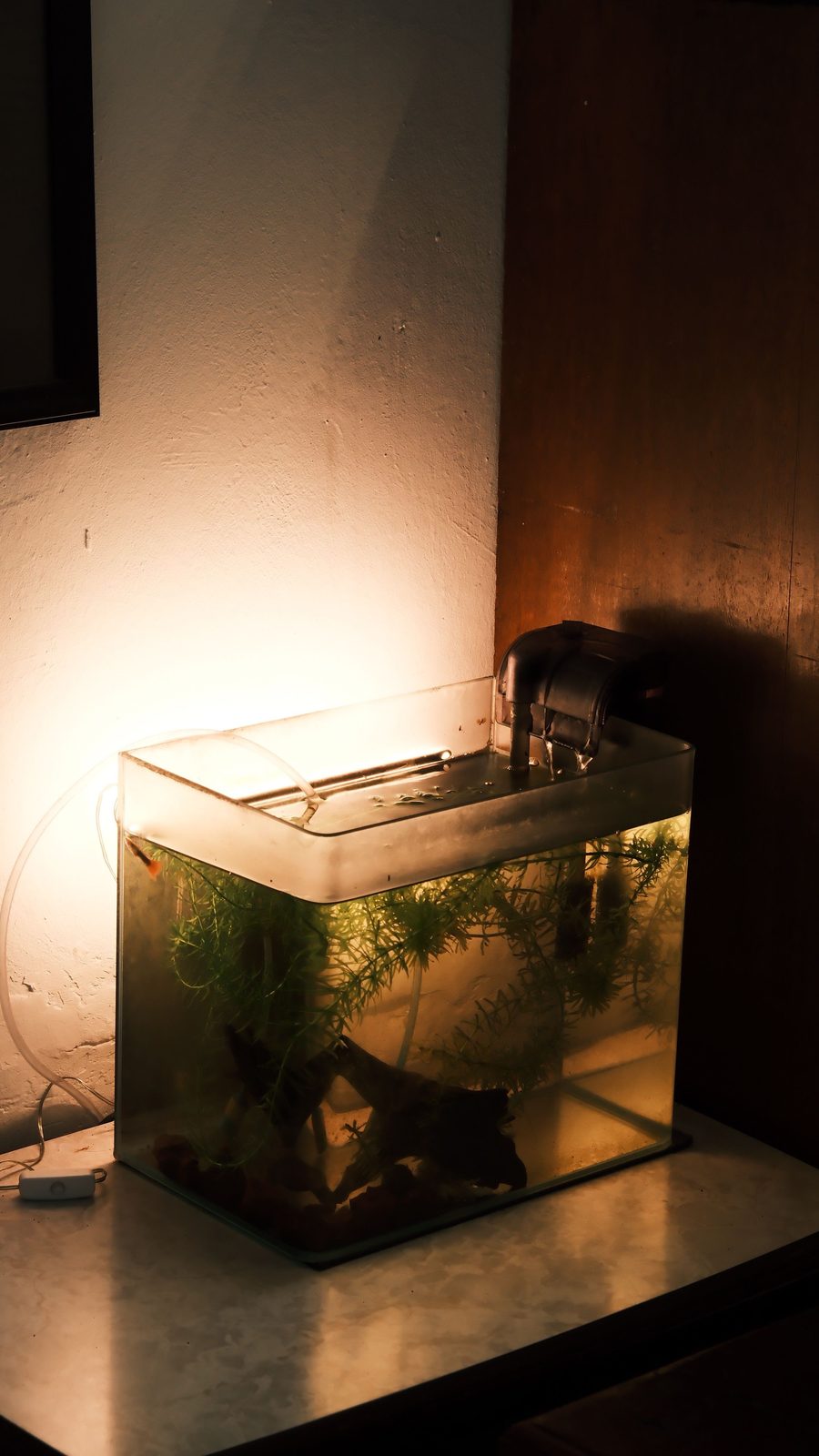 A warmly lit, densely planted small aquarium, the density of cover recommended against both sides of a betta tank divider.