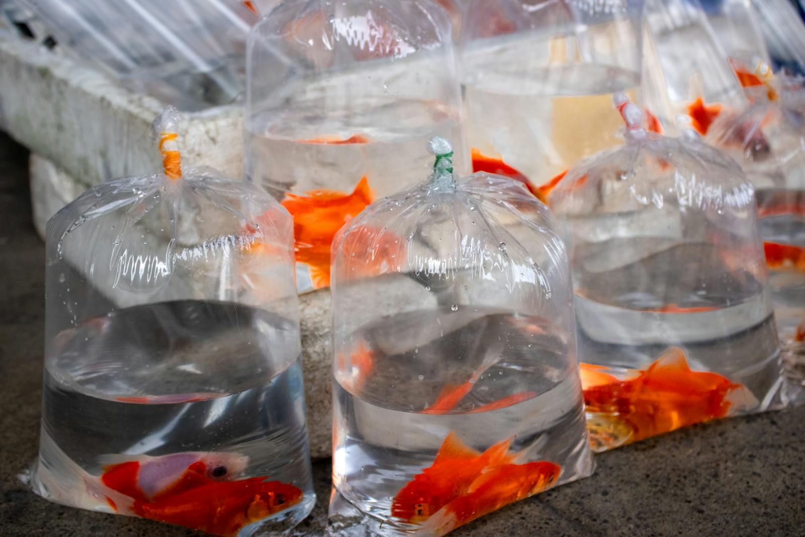 Rows of small goldfish in clear plastic bags hanging at an outdoor market for sale.