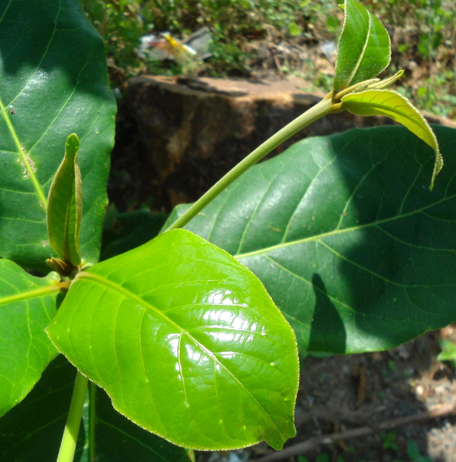 Indian almond (Terminalia catappa) foliage — tannin-releasing leaves used in the betta hobby for water conditioning and as a baseline medicine-cabinet item.