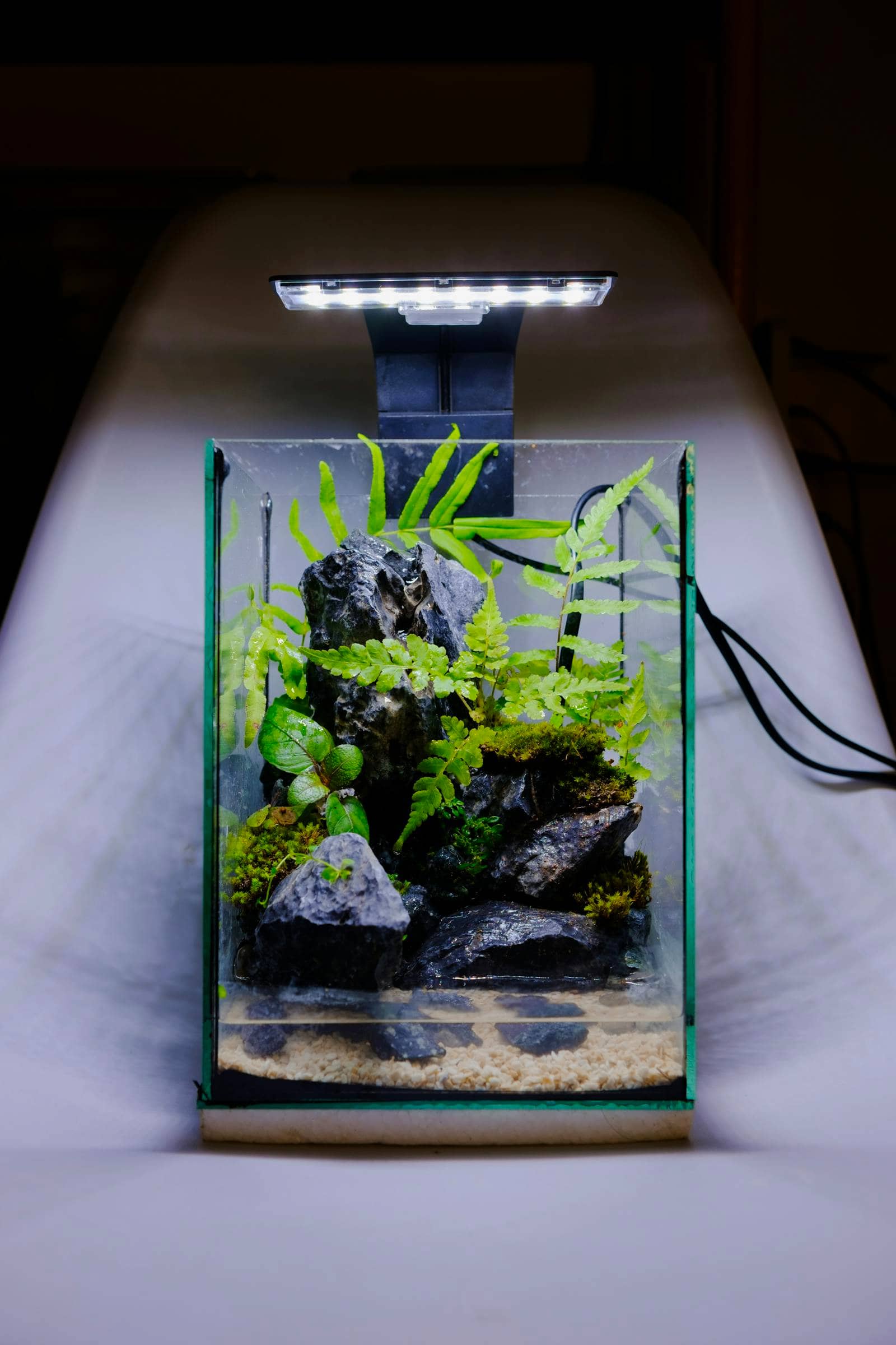A small planted aquarium on a desk lit by a sleek overhead lamp, with ferns and rocks visible through clear glass.