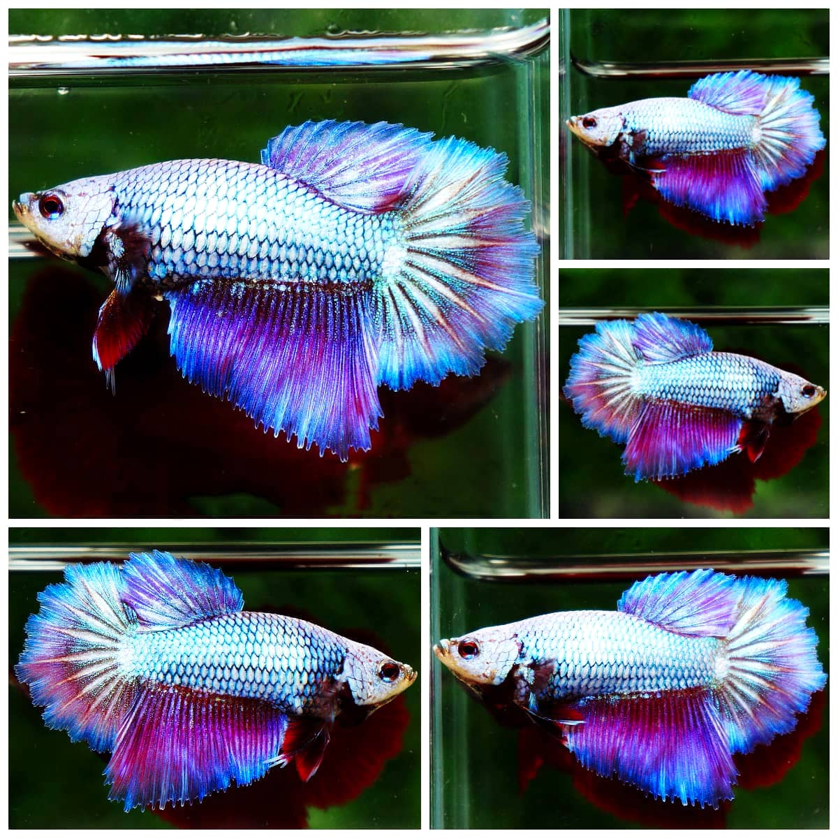 Queen Rose Royal Lavender, a show-quality halfmoon Betta splendens from a named breeder — the standard show-line fish you should expect from a direct-breeder purchase.