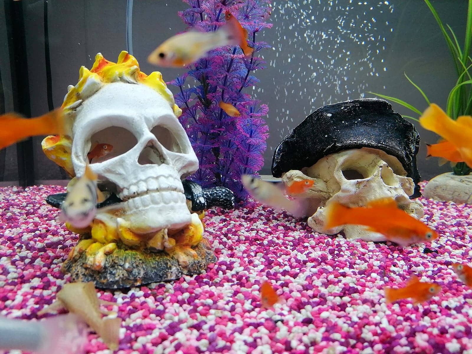 An aquarium floored with bright pink and white dyed gravel, decorated with a plastic skull ornament and purple artificial plants.