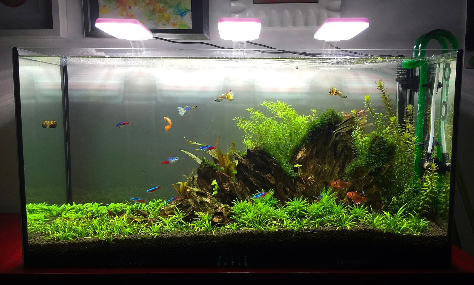 A well-lit planted aquarium — sustained tank health requires a liquid test kit to verify ammonia, nitrite, nitrate, and pH weekly.