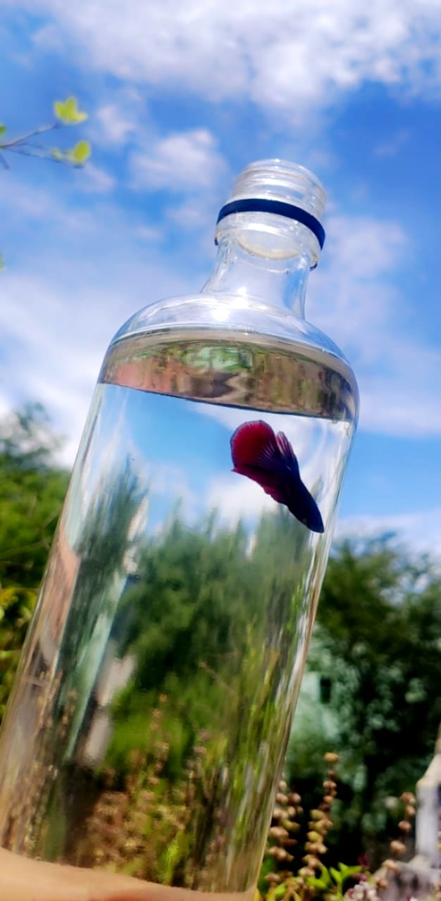 A betta in a bottle — the cramped, unfiltered, unheated container the pet trade still sells as a 'starter habitat.'