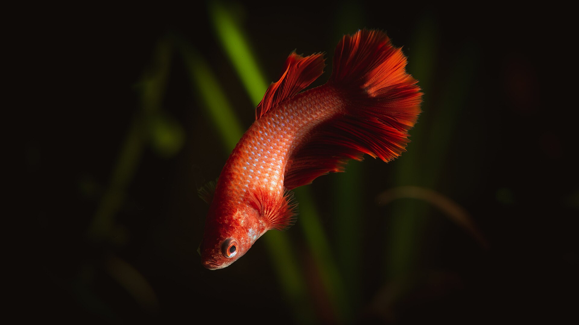 A halfmoon female betta photographed in a clean, sparsely decorated aquarium - the visual standard for a quarantine setup.