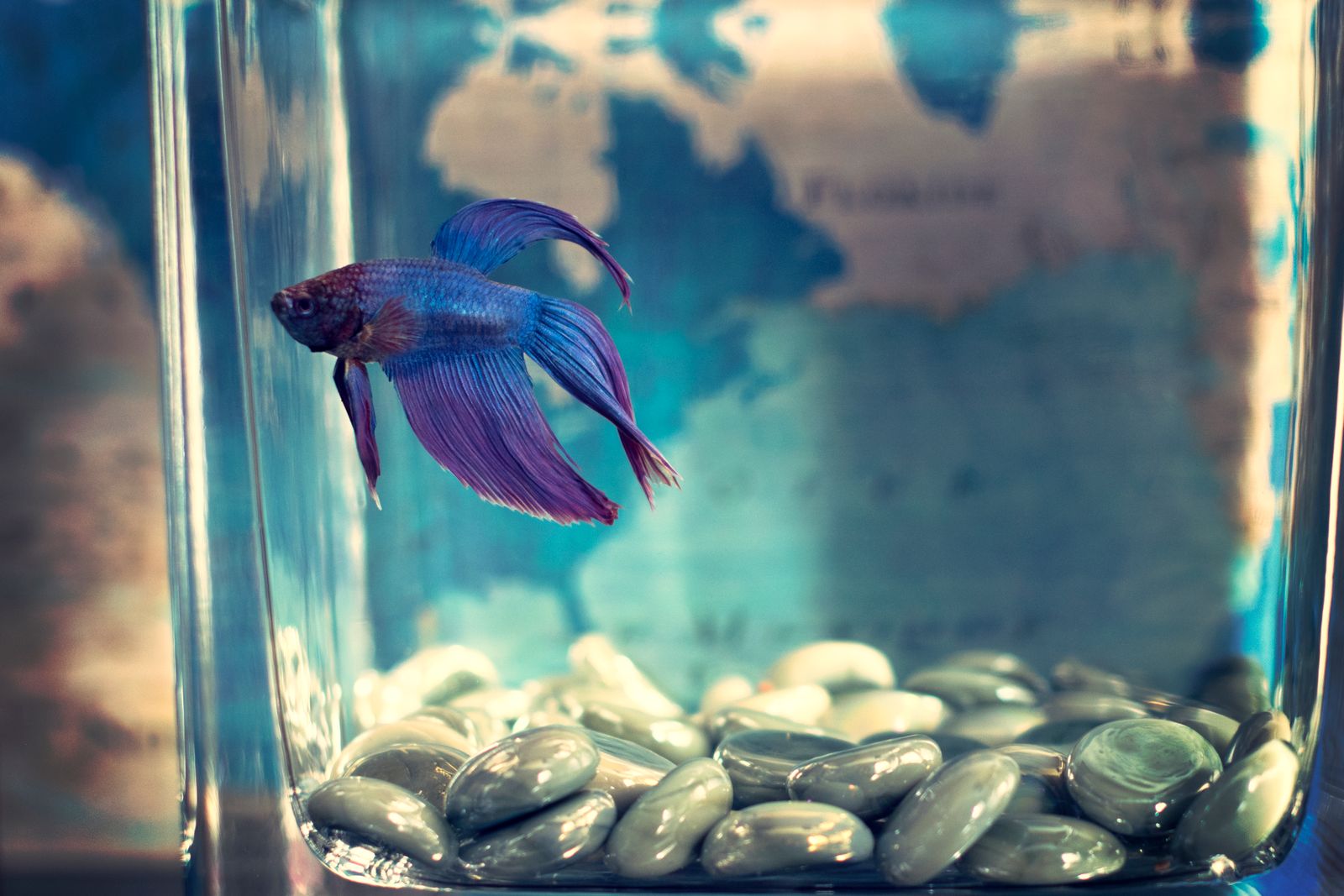 A purple and blue betta fish swimming in a planted aquarium, the kind of setup where a catappa leaf is commonly added.