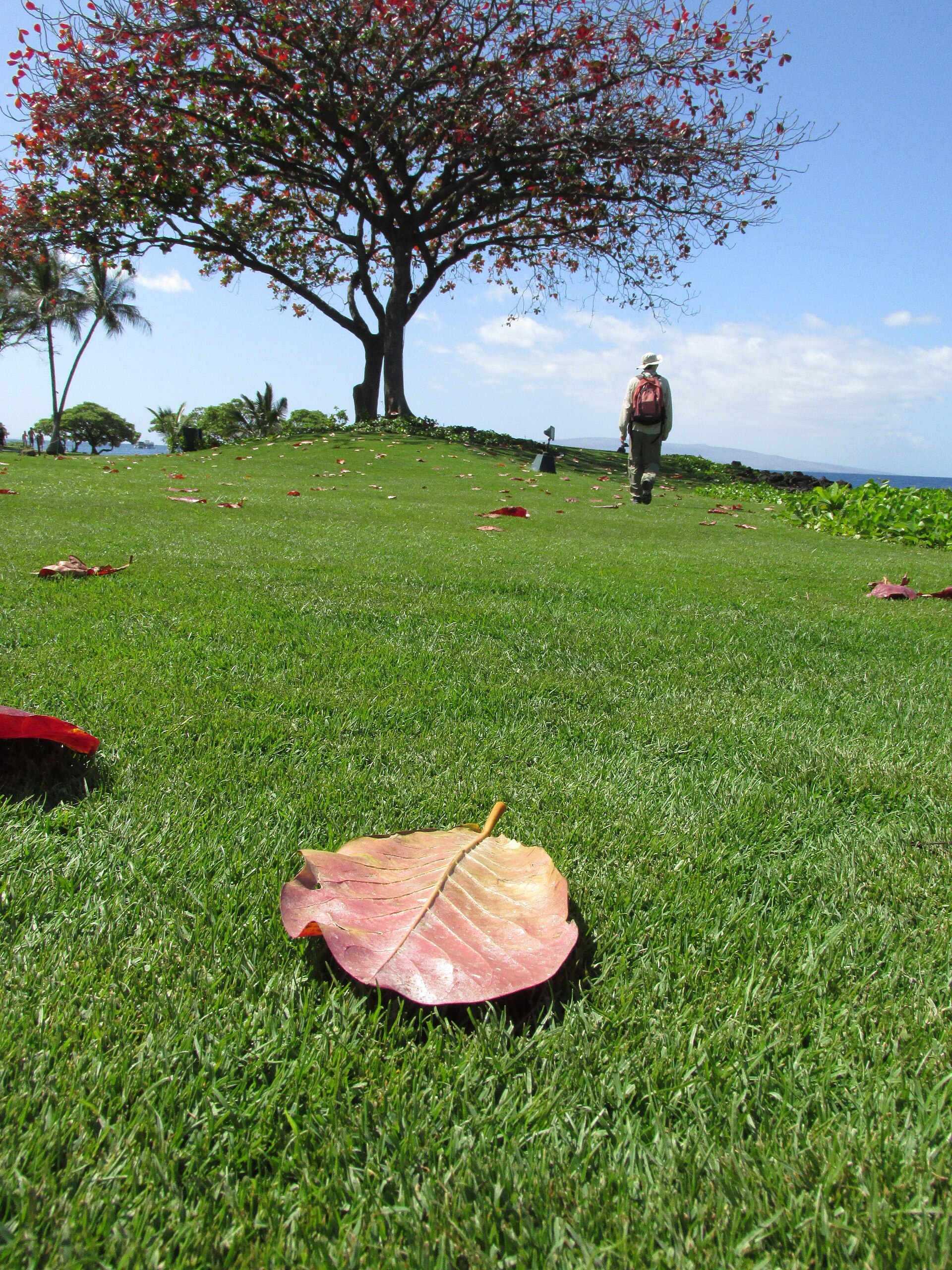 Fallen reddish-brown Terminalia catappa (Indian almond) leaves on the ground, the same species sold dried for aquarium use.