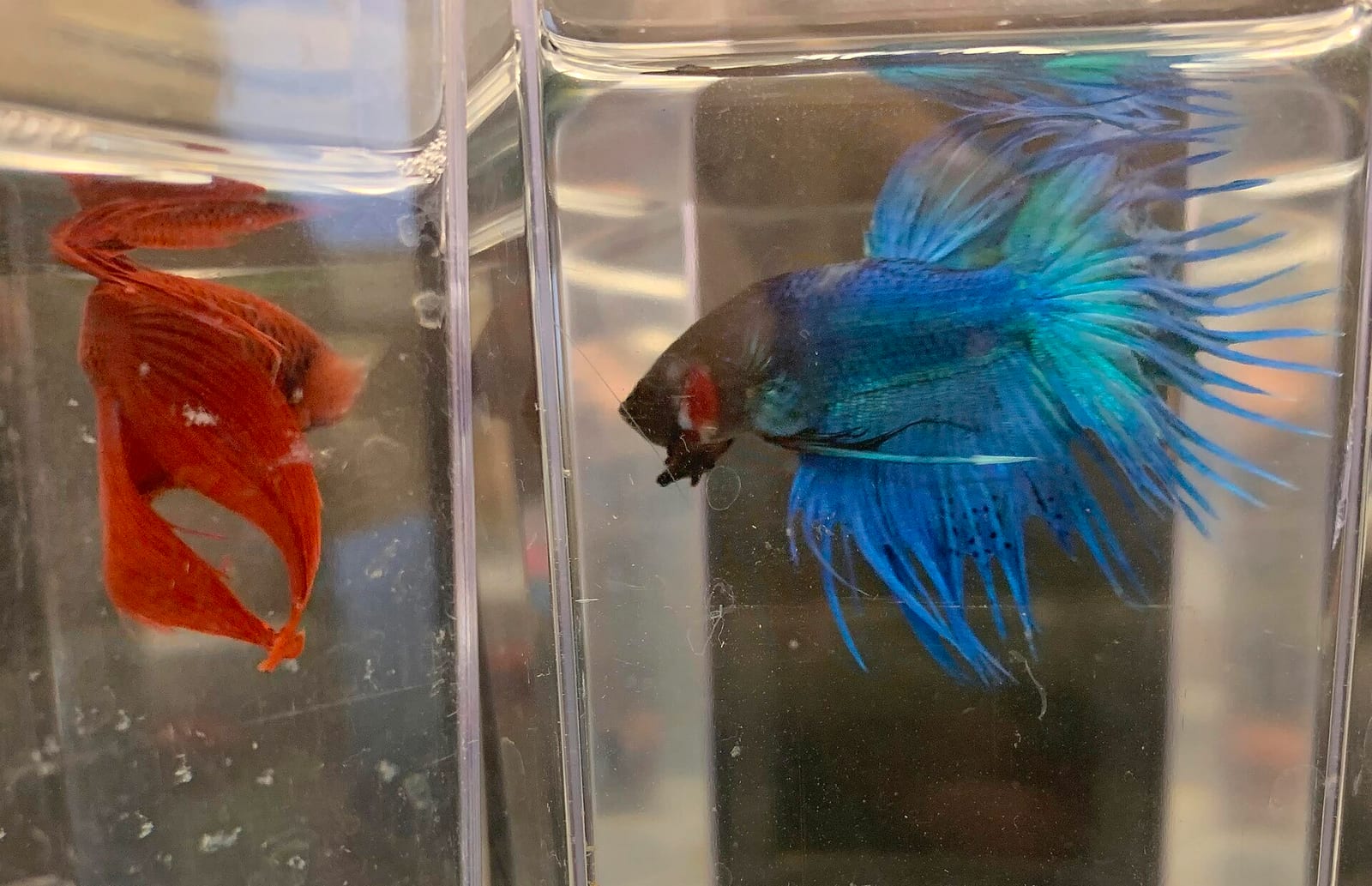 A male betta with gill plates fully extended and fins fanned in a threat display, the classic flaring posture triggered by a perceived rival.