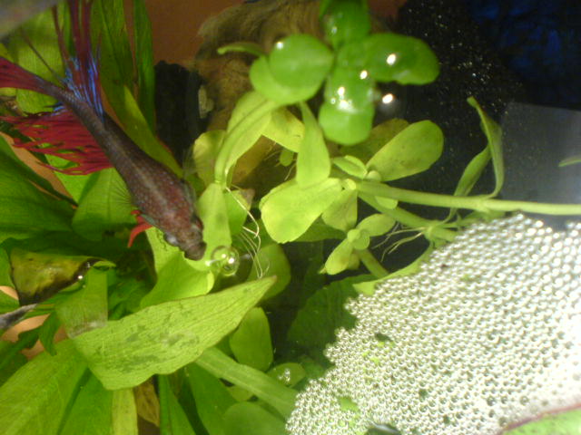 A male betta beneath a white surface bubble nest he has constructed in still water.