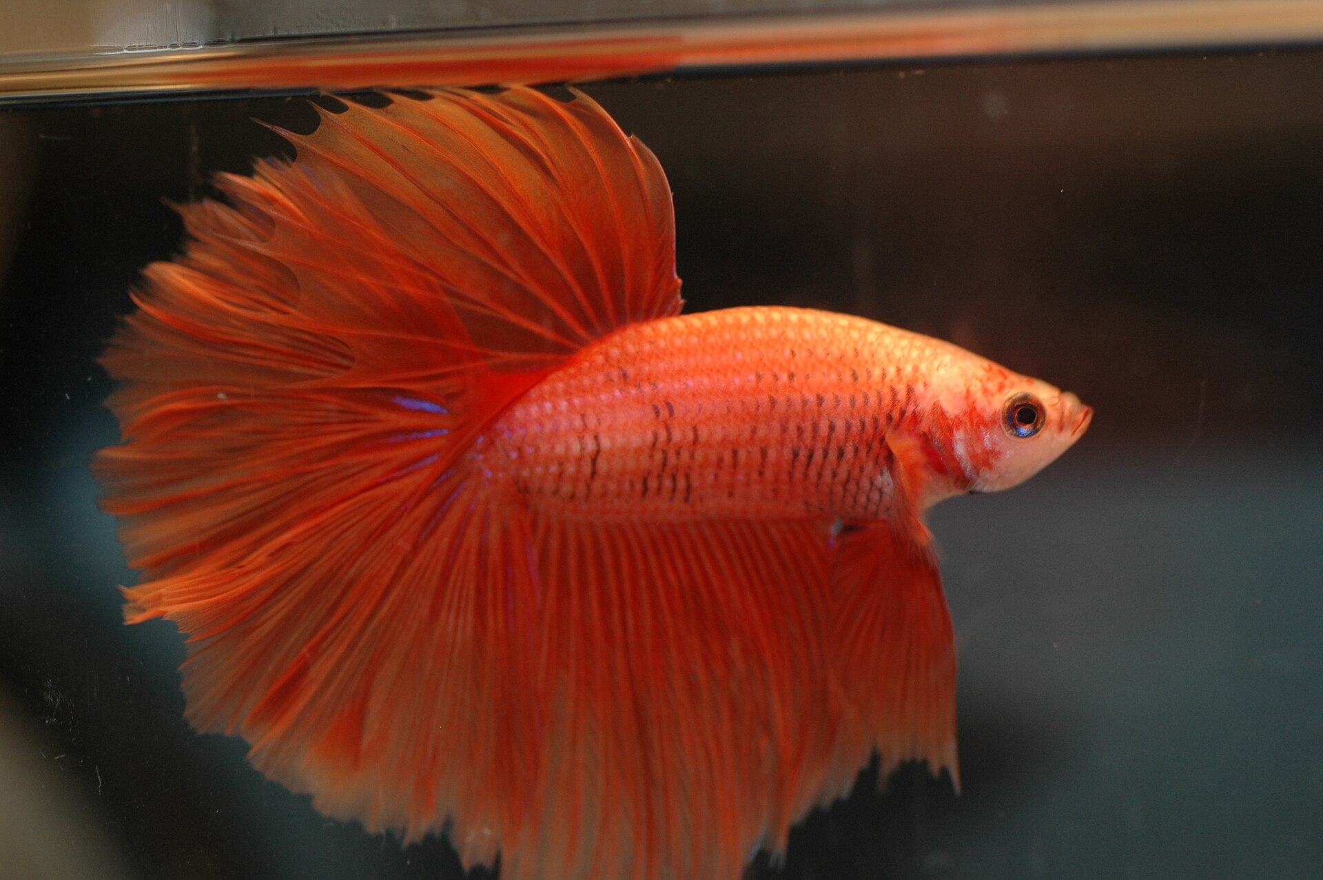An orange halfmoon male Betta splendens with full fin extension, photographed in a captive setting.
