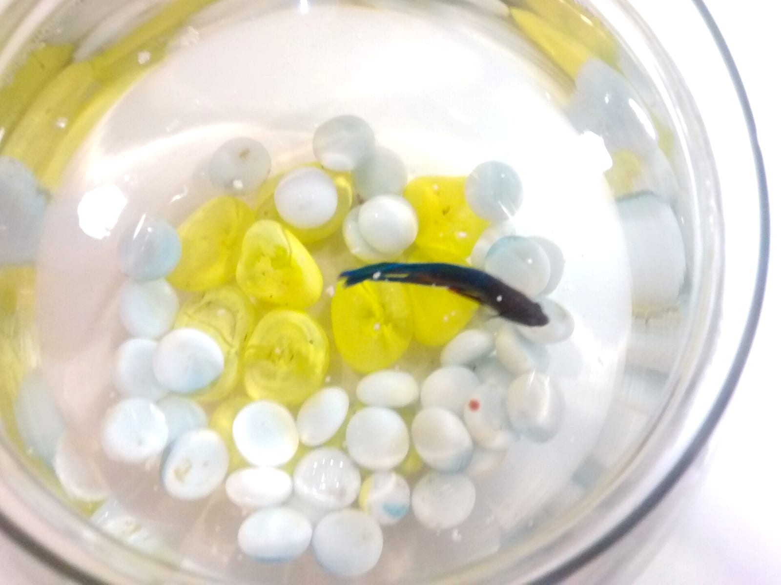 A Betta splendens in a small unheated bowl — the cramped, unfiltered, unheated setup that the vase-keeping myth defends.