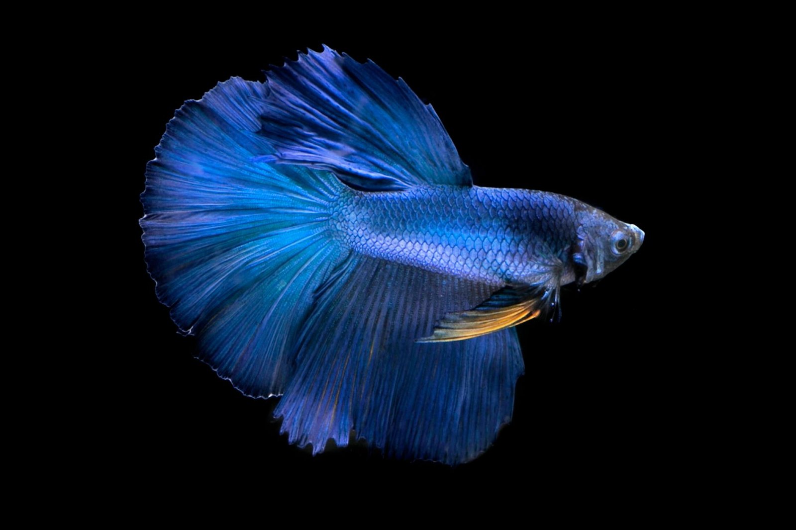 A vivid blue male betta with long trailing fins photographed against a black background.