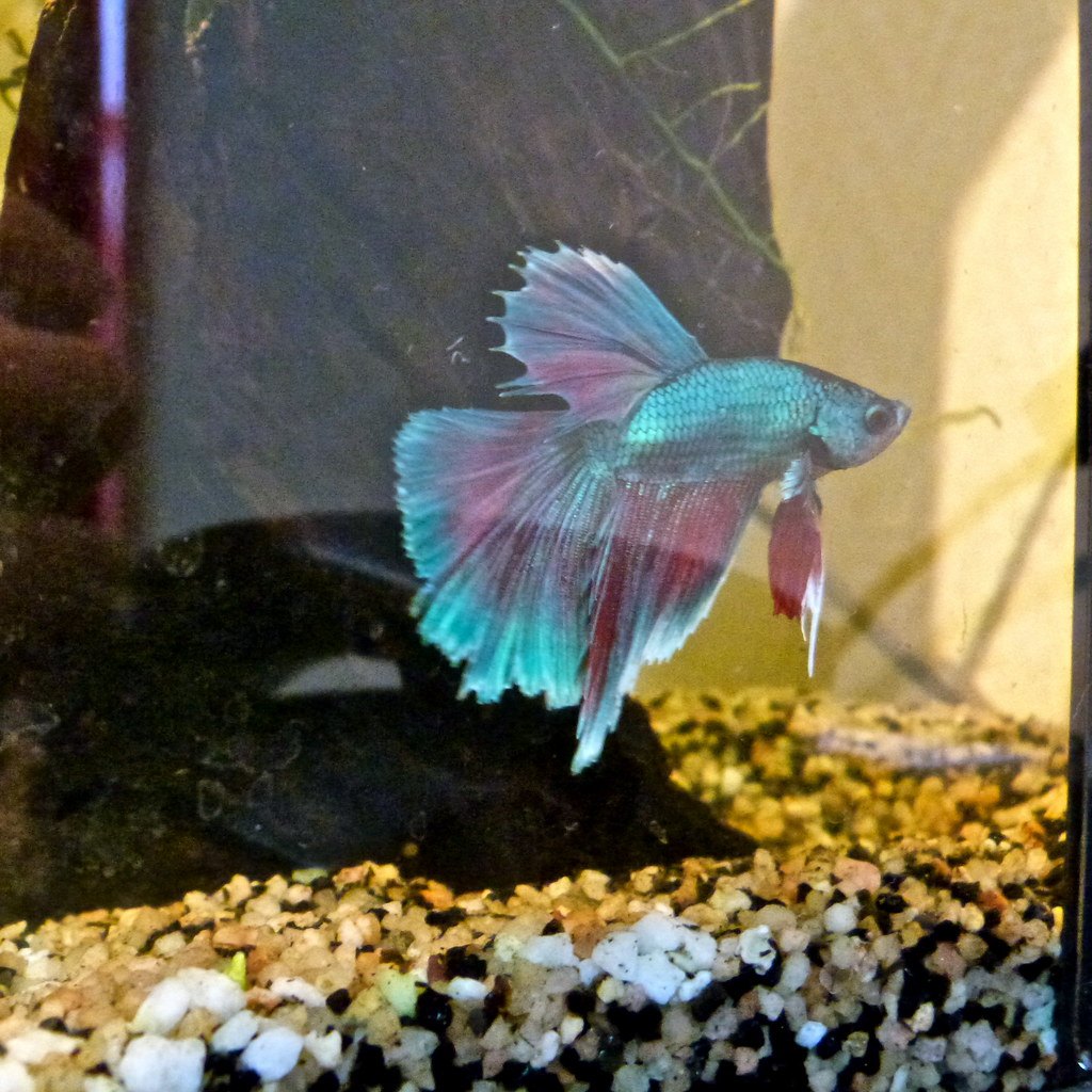 A turquoise and pink betta swimming above pale aquarium gravel beside a piece of dark rock.