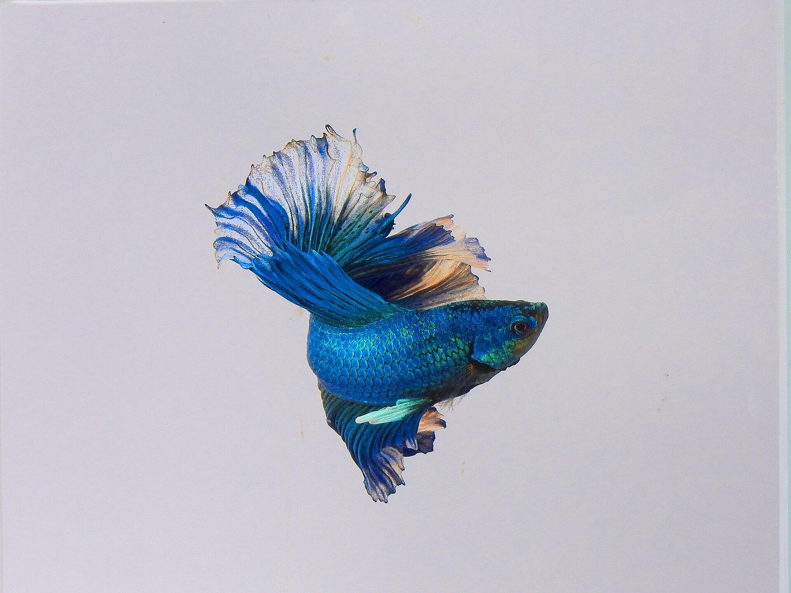 A blue and cream betta with its fins partly folded, photographed side on against a pale grey background.