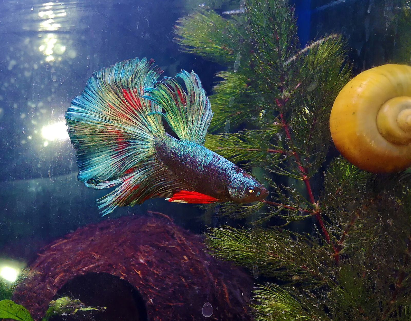 A turquoise and red long-finned betta swimming past fine green aquarium plants with a yellow snail on the glass behind it.