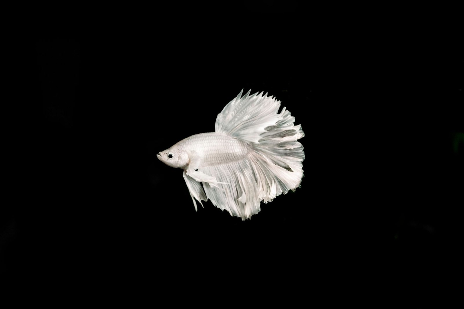 A white betta with long trailing fins swimming against a black background.