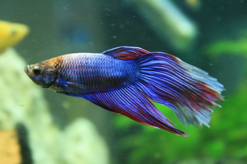 A blue and violet betta with long trailing fins swimming across a green planted aquarium.
