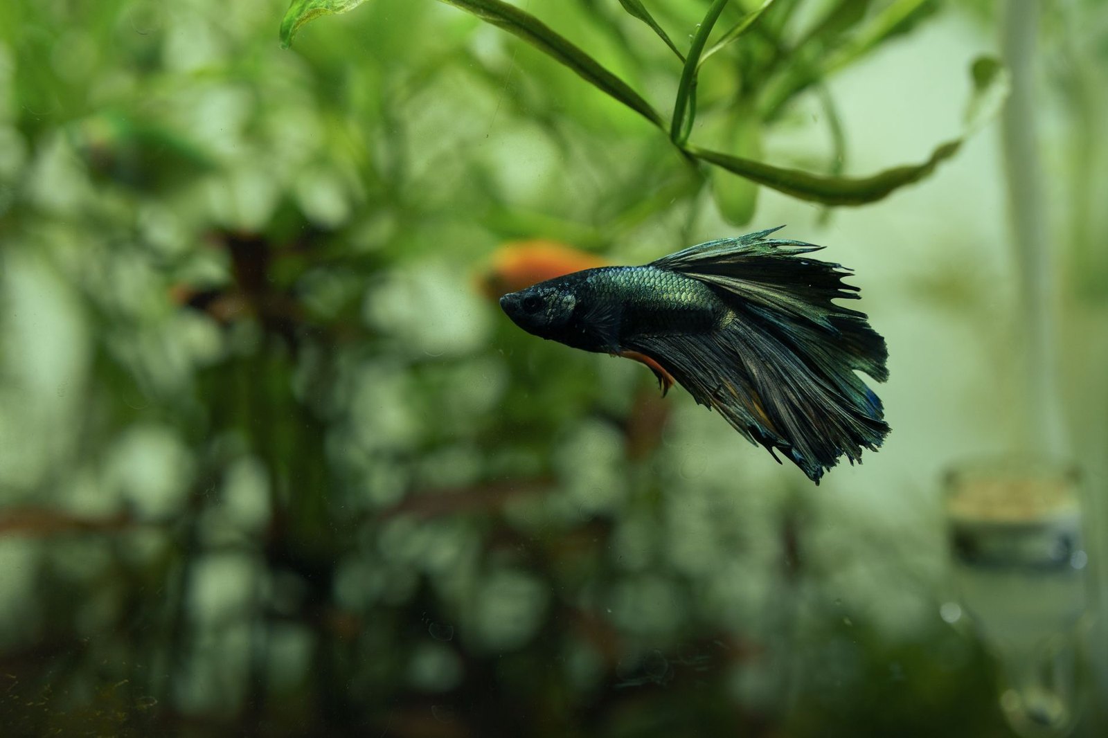 A dark blue-green betta swimming through a densely planted aquarium with fine green foliage filling the frame.