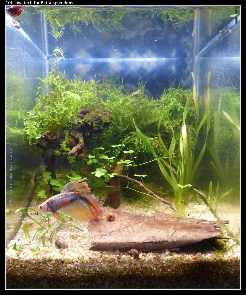 A small planted aquarium with driftwood, moss, stem plants and a sand substrate, a betta near the plants at the base.