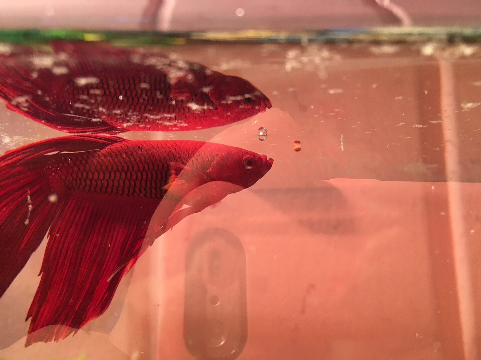 A red long-finned betta swimming beside its own mirrored reflection in the wall of a small glass aquarium.