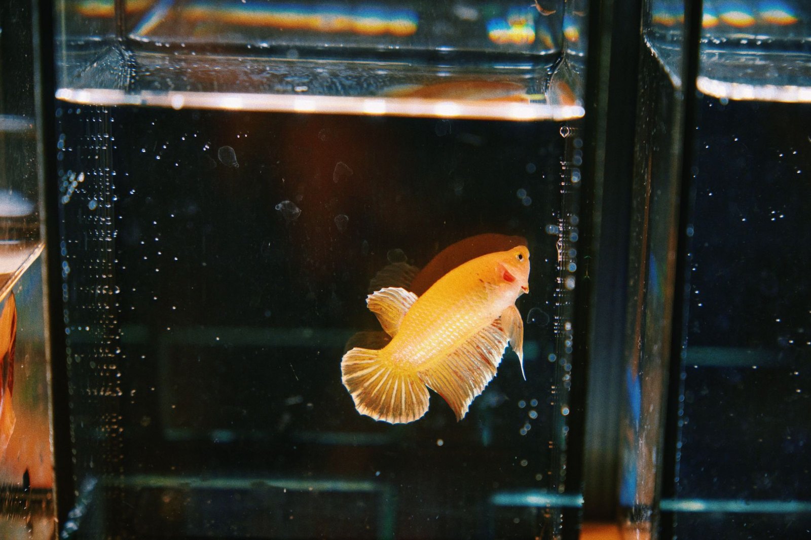 A pale yellow betta hovering at the front glass of an aquarium with air bubbles rising behind it.