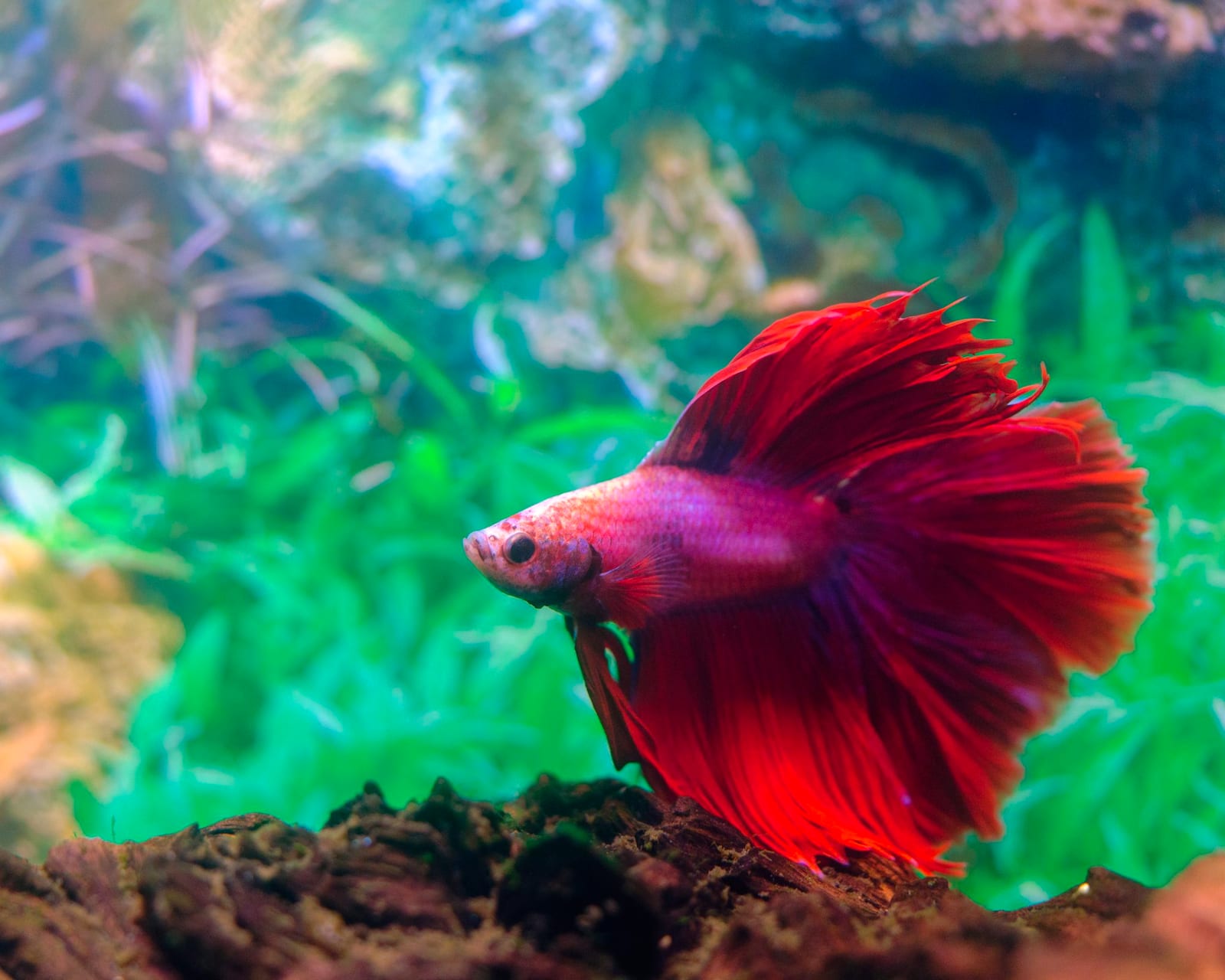 A red male betta with long flowing fins swimming in a densely planted aquarium with green and purple foliage behind it.