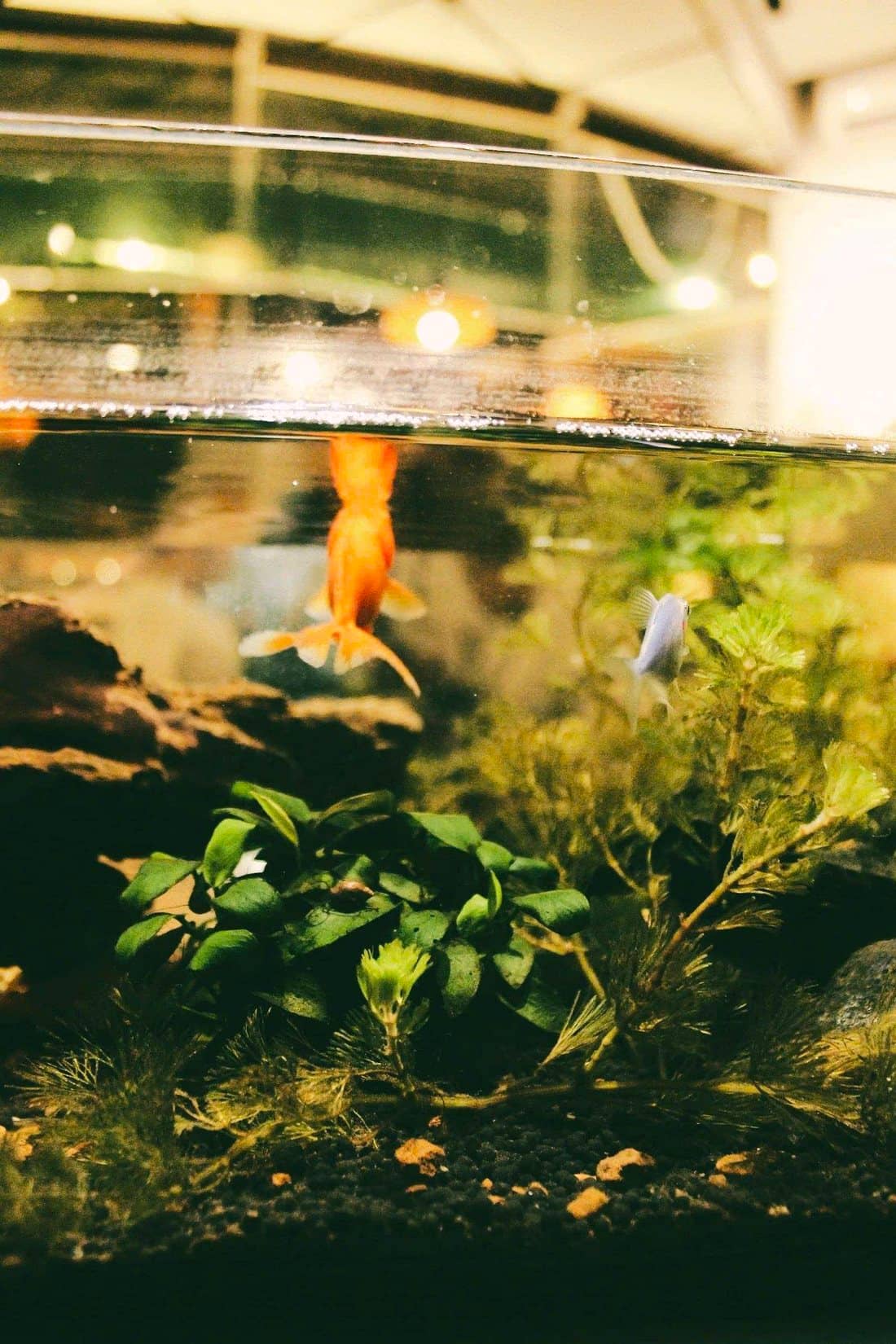 A planted aquarium photographed with the water surface and reflection visible along the top, showing green stem plants, a fish and clear water.