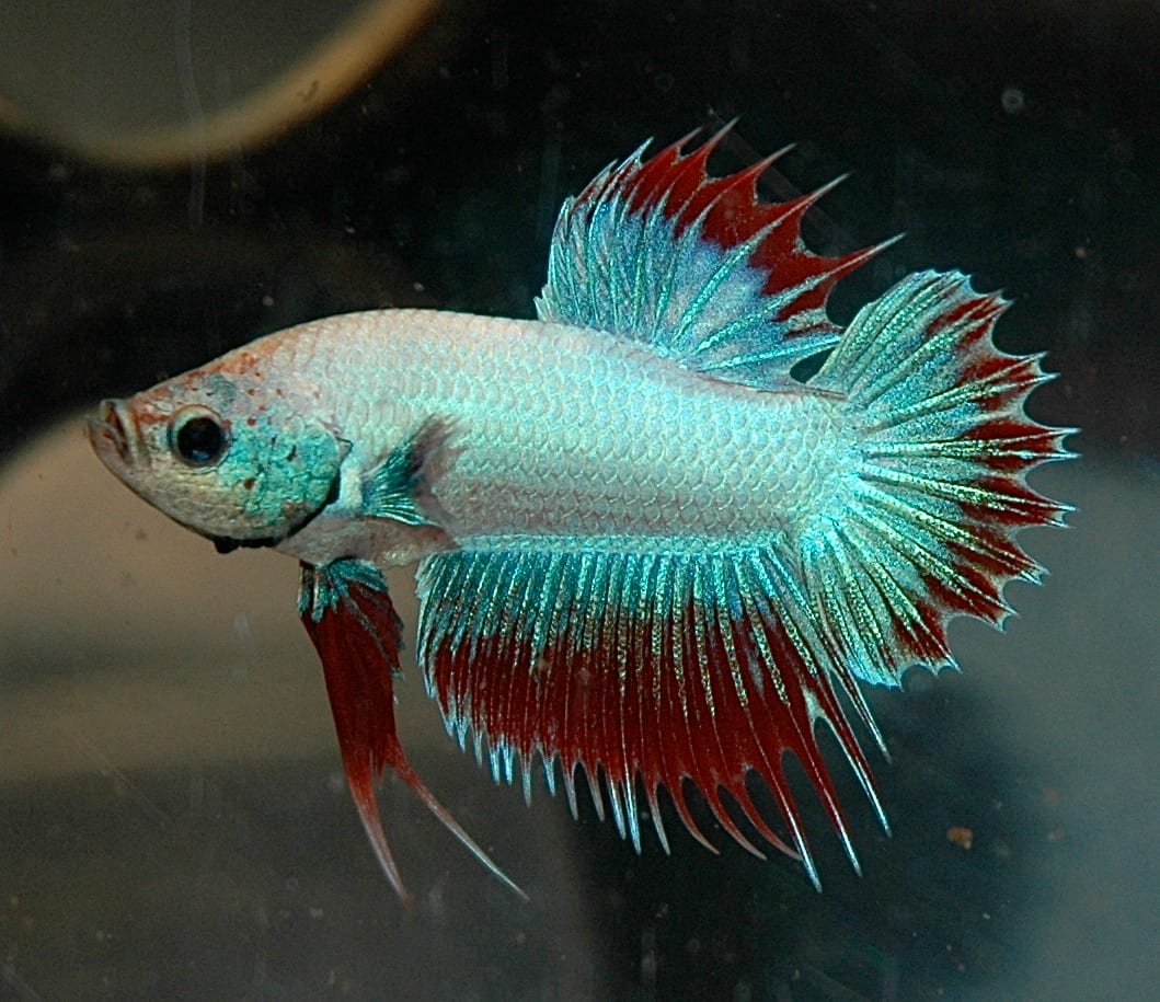 A pale turquoise crowntail plakat betta with red-tipped ray extensions projecting from the caudal, dorsal and anal fins.