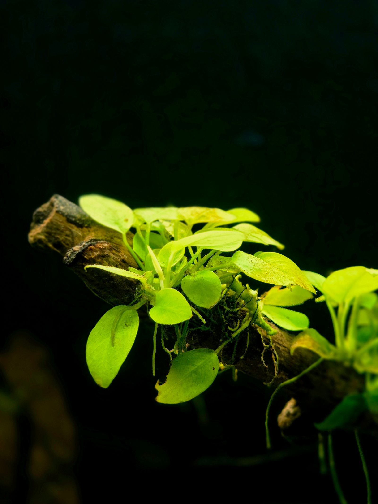 A broad-leaved green aquatic plant growing from a piece of dark driftwood against a black background, its leaves smooth and rounded.