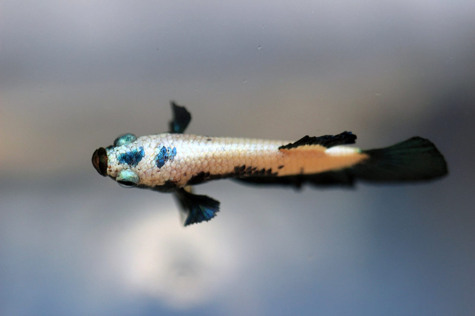A blue-rim male Betta splendens in a stable cycled tank — clean fins and saturated color are downstream of zero-ammonia, zero-nitrite water.