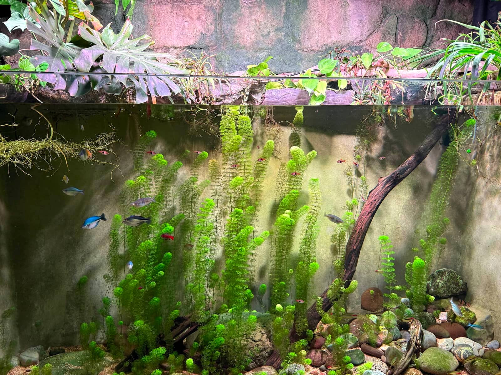 A freshwater aquarium mid-cycle with plants establishing — the fishless-cycle target before any betta is introduced.
