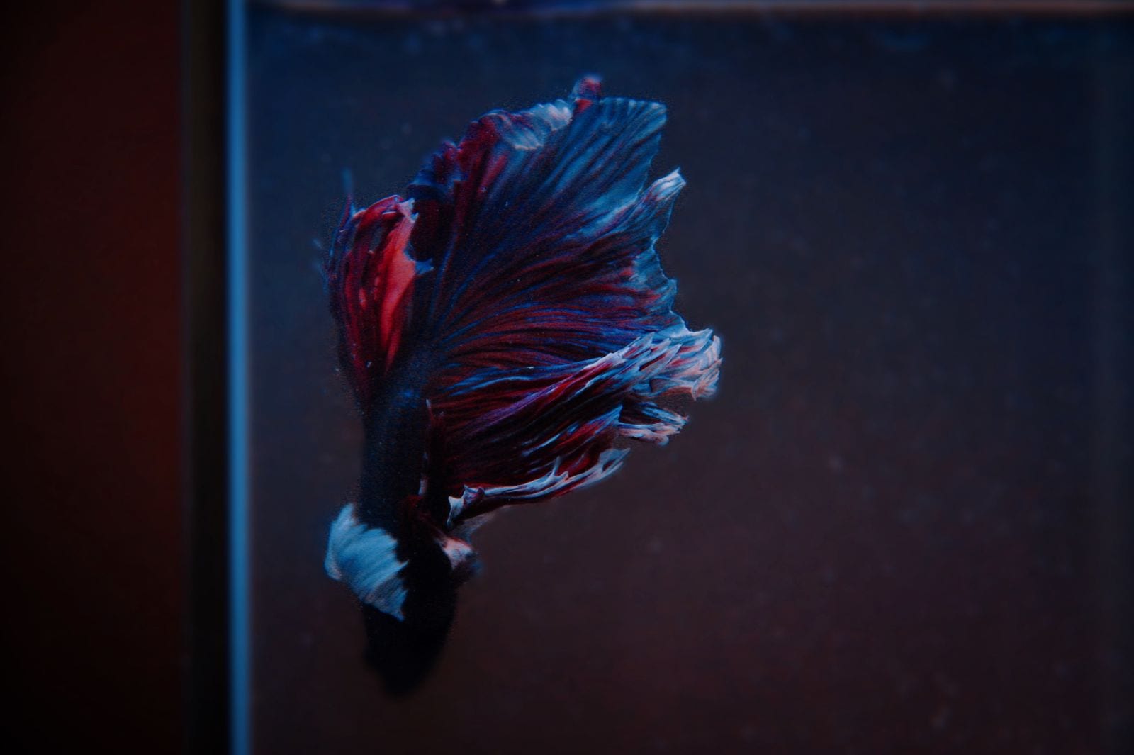 A red and blue male betta with long flowing fins hovering beside a vertical glass edge inside a dark aquarium.