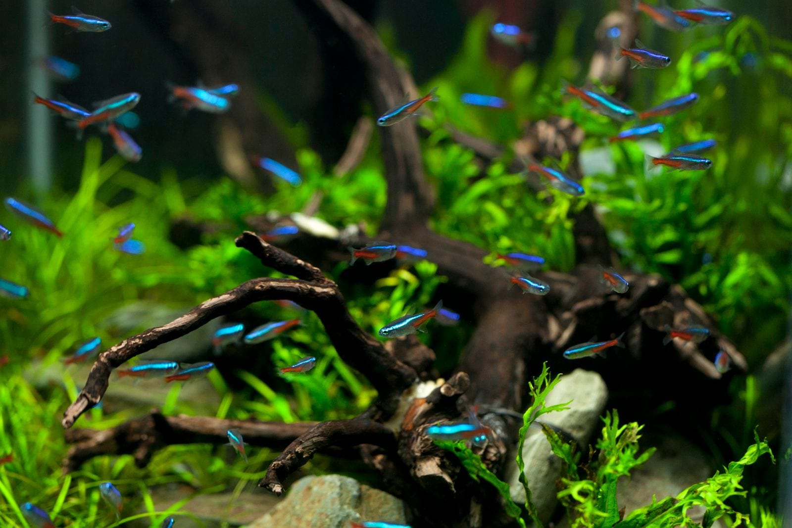 A densely planted aquarium with branching driftwood and thick green foliage breaking up the open water, with small fish swimming among the branches.