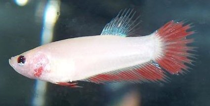 Side view of a young female betta with the small white ovipositor tube visible on the underside between the ventral fins - the primary external marker that distinguishes females from males.