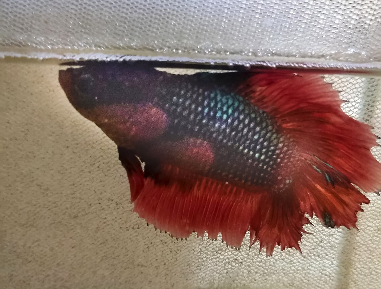 A betta with visibly shortened, ragged caudal and dorsal fins, photographed during regrowth after mechanical damage from a filter intake.