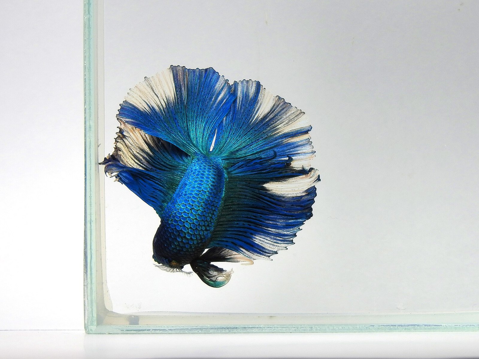 A blue and cream halfmoon betta photographed against a pale background with its caudal fin opened into a full fan behind the body.