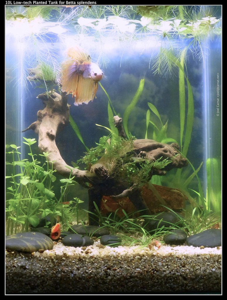 A small planted aquarium with driftwood, moss and fine-leaved stem plants, a betta resting near the bottom among the planting.