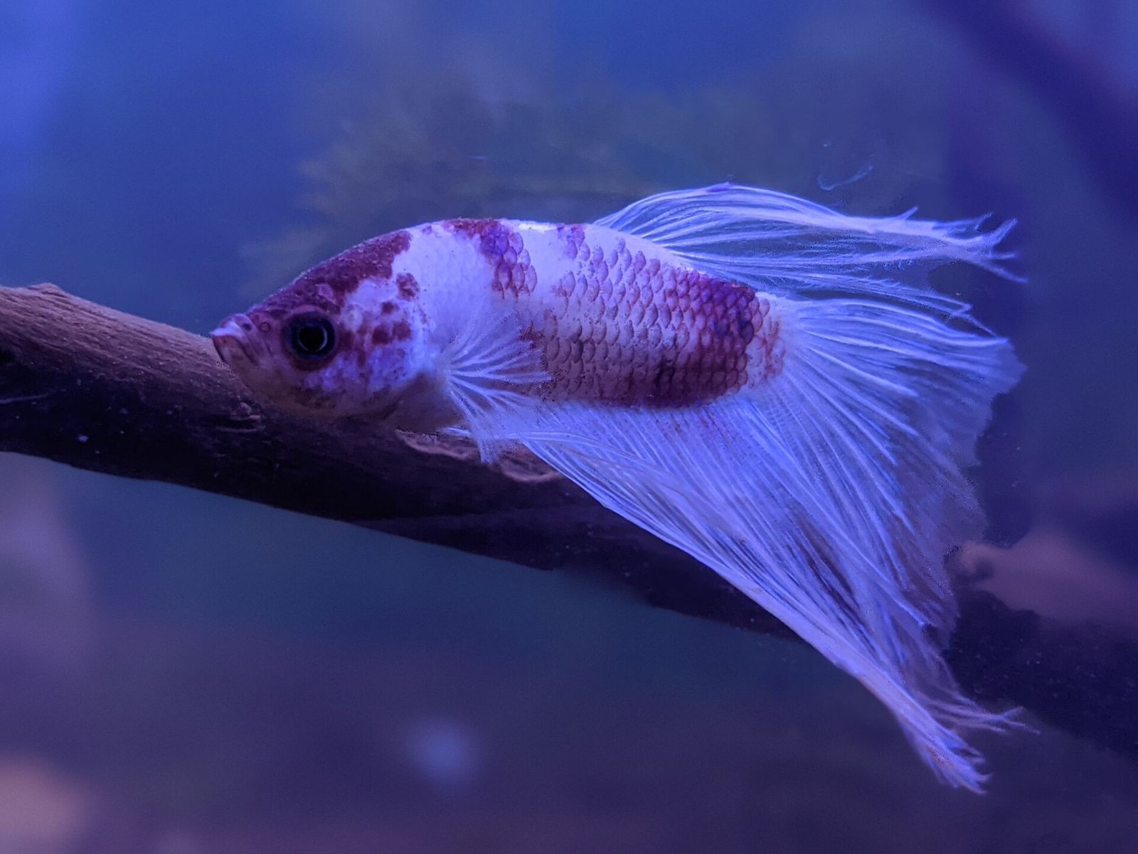 A white and purple marbled long-finned betta resting against a smooth branch, its pale fins trailing behind it.