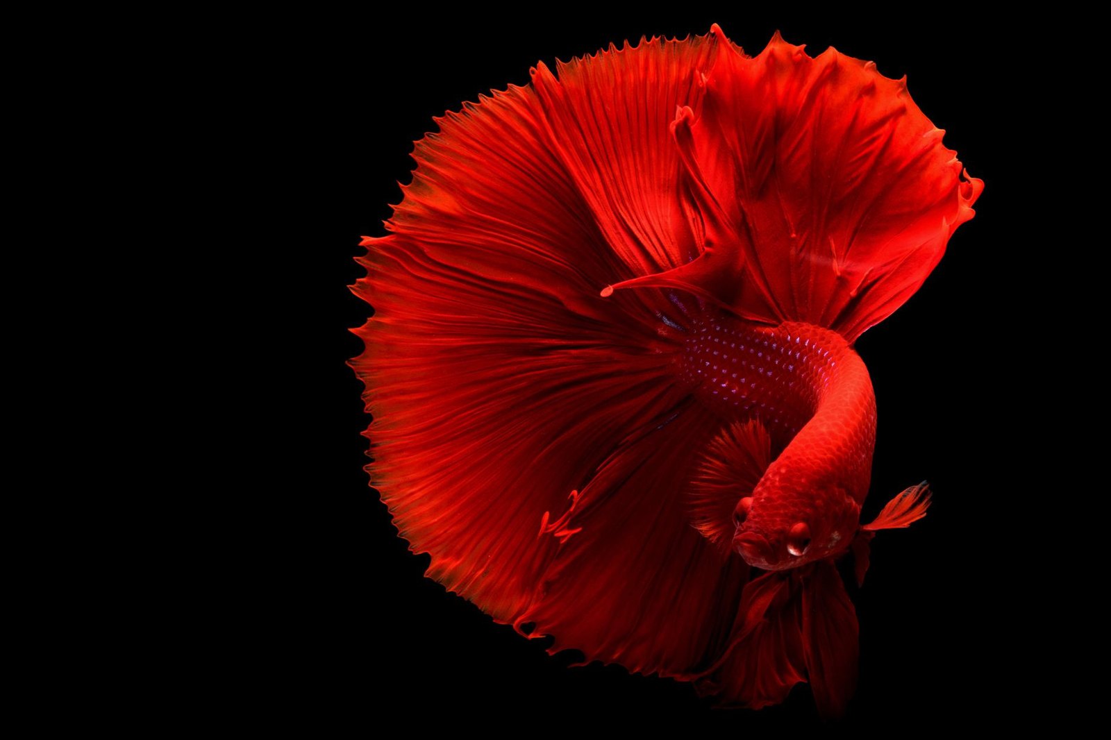 A red betta on a black background with its caudal fin opened into a wide fan, the outer edge of the fin visibly frilled and folded.