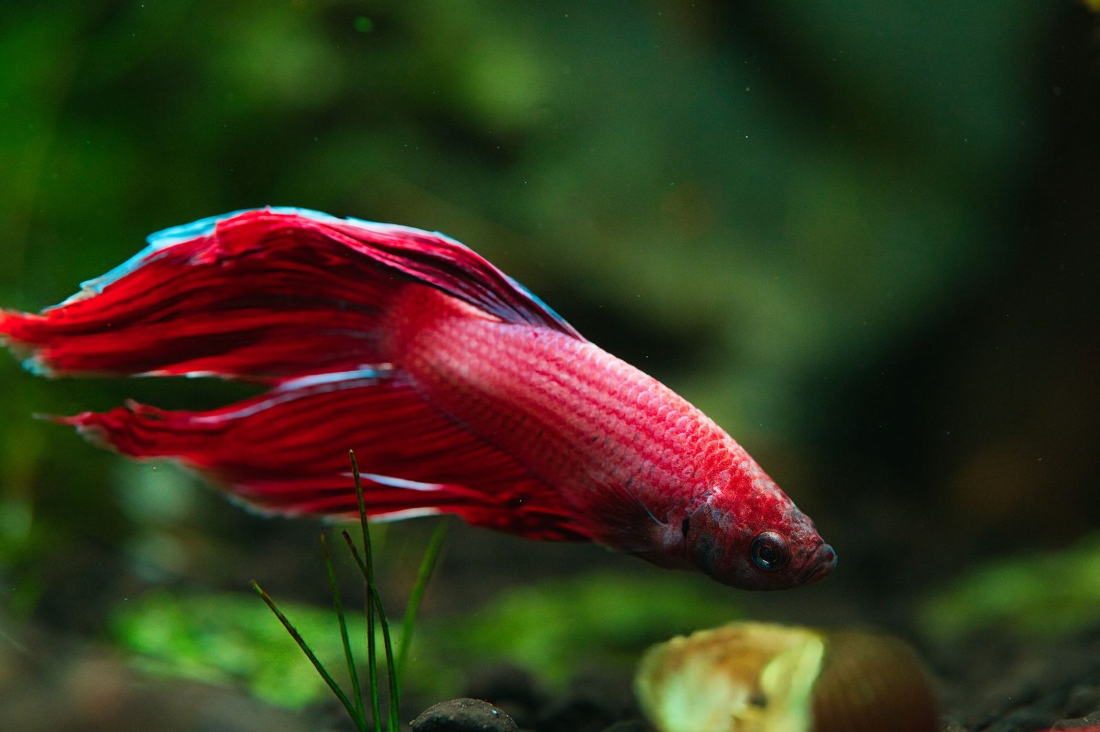 A red long-finned betta swimming through a densely planted aquarium with rounded pebbles and soft green foliage.