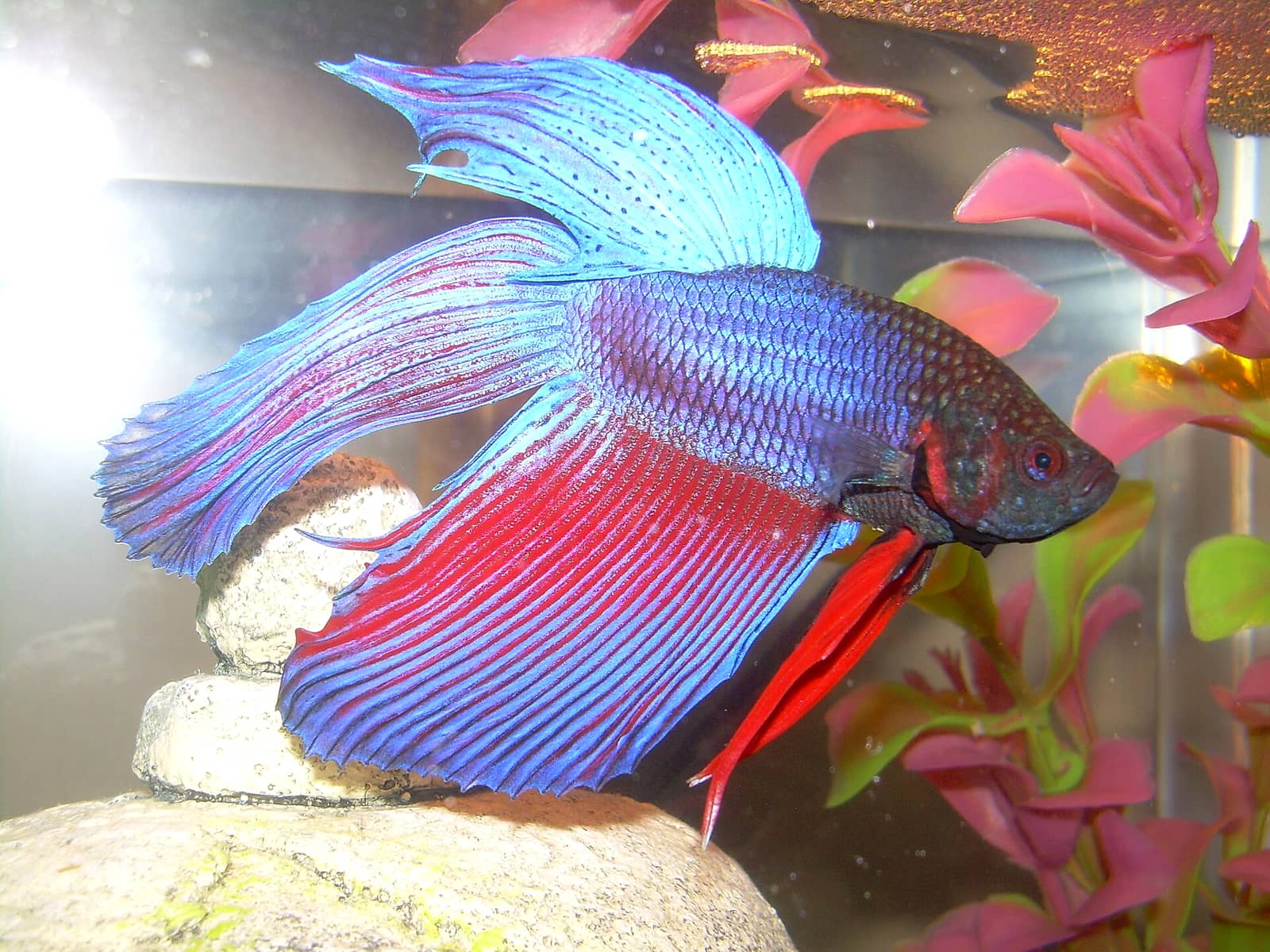 A mature male betta in lateral view, showing the fully developed fin shape and color saturation typical of a fish past its first year.