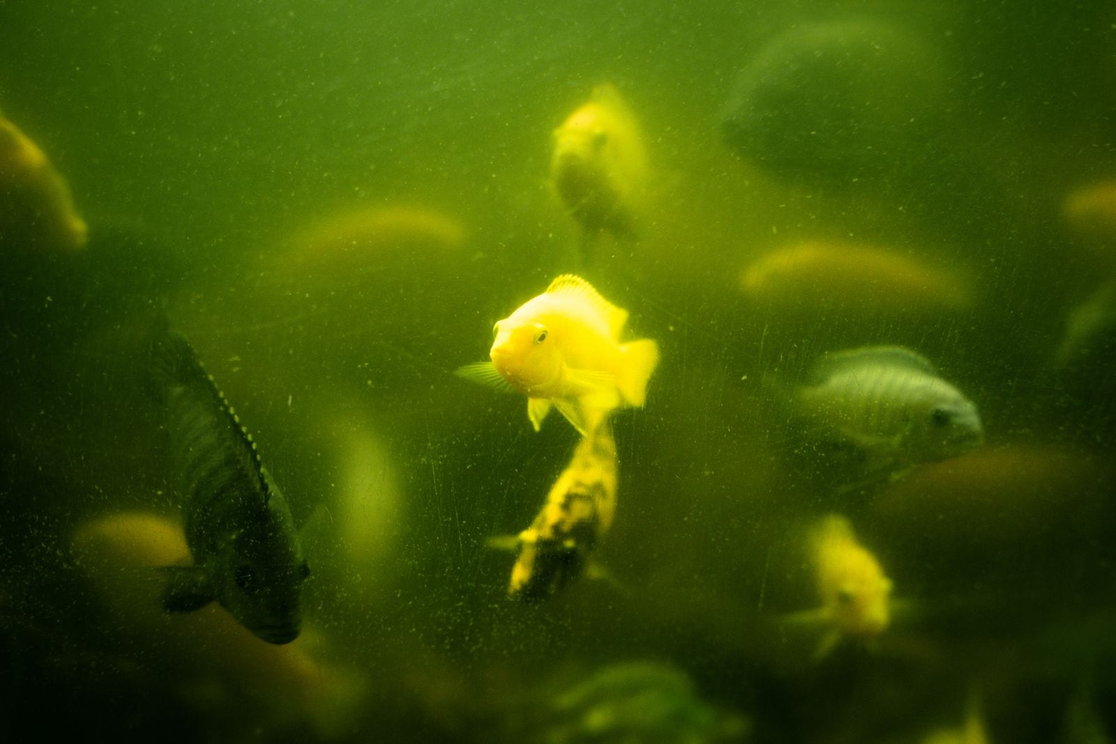 An aquarium so clouded by a green water algae bloom that the fish inside are only visible as dim yellow shapes a few inches from the glass.