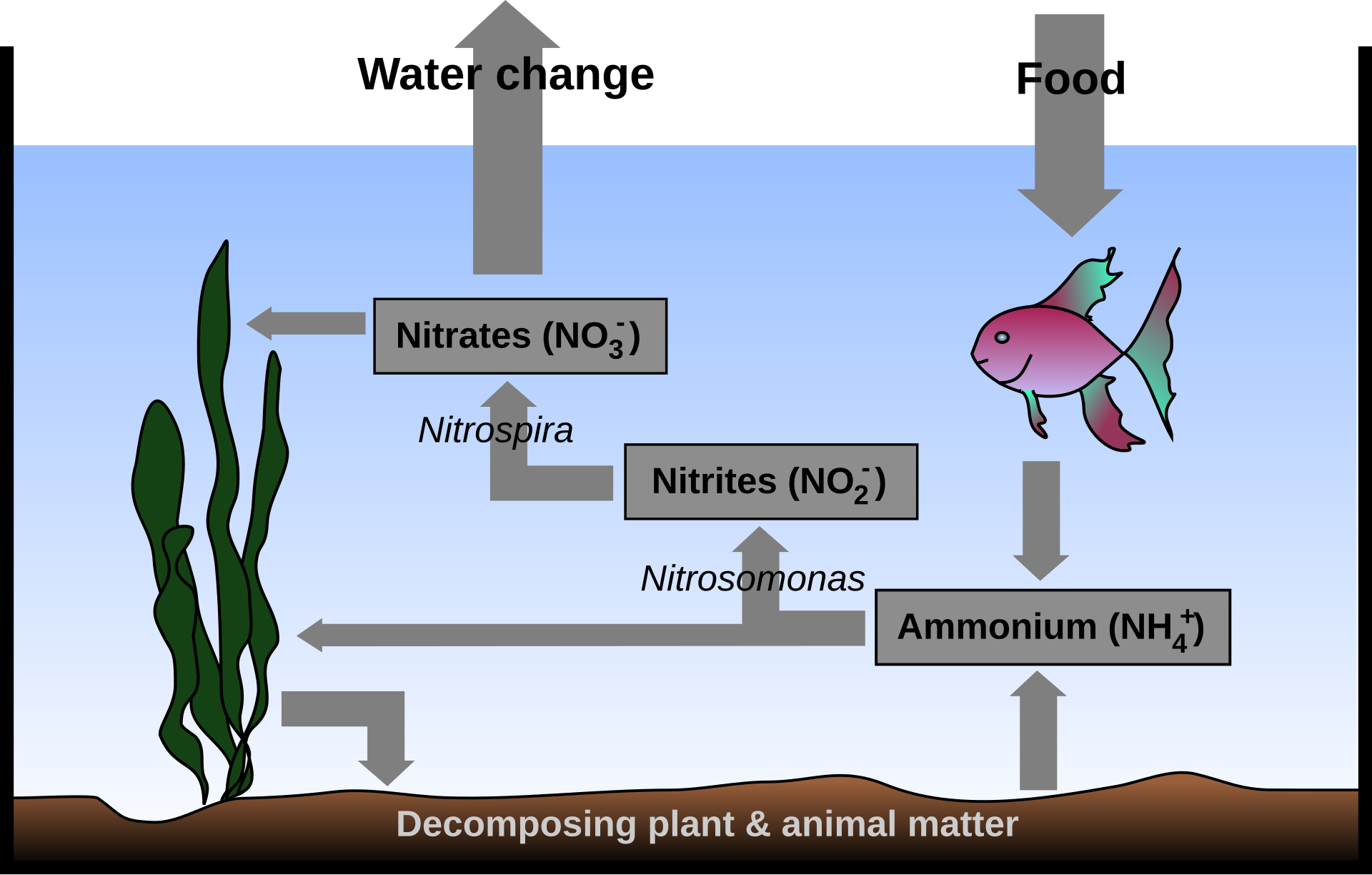 Diagram of the aquarium nitrogen cycle showing fish waste and uneaten food converted by Nitrosomonas to nitrite, then by Nitrobacter to nitrate, with plants and water changes removing the end product.