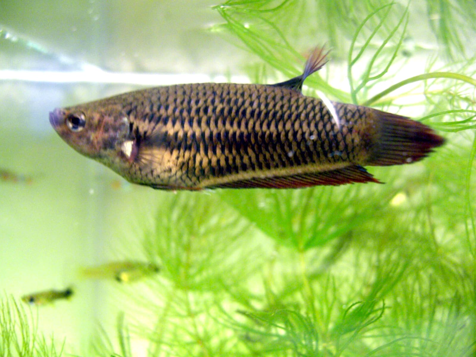 A female Betta splendens showing horizontal stress stripes — the dark transverse bars that appear during chronic stress.